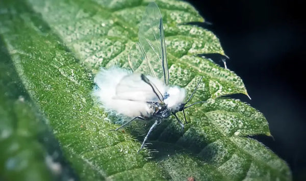 Wollkrautblütenkäfer