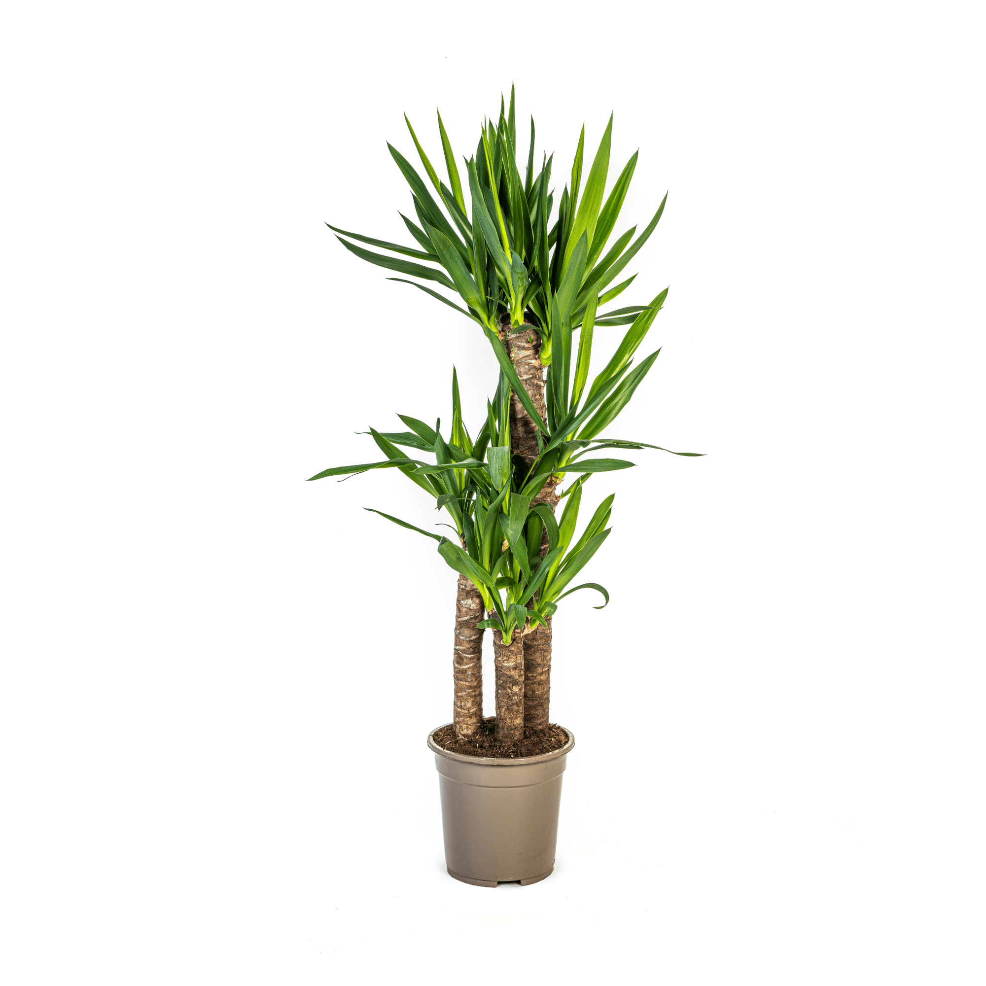 Yucca Elephantipes – Palmlilie - 30 - 125 cm - Green Guardia - Ihr Experte für Schädlinge und Pflanzen