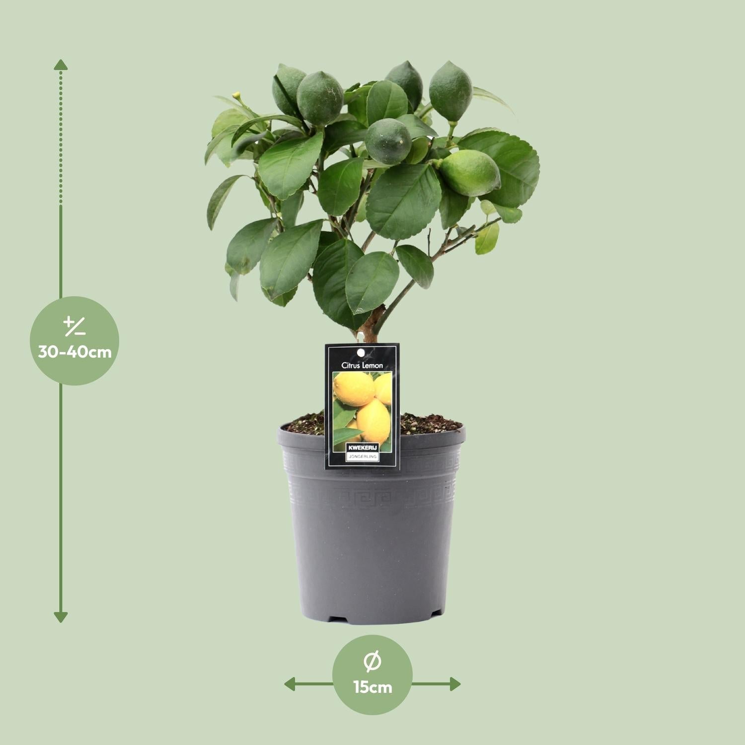 Zitronenbaum (Citrus lemon) – 35–80 cm - Green Guardia - Ihr Experte für Schädlinge und Pflanzen